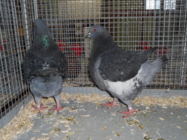 Stammschau 2015 (65)